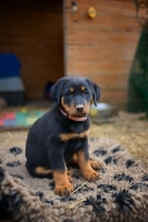 Picture of serious beauceron puppy sitting