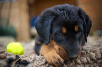 Picture of serious beauceron puppy