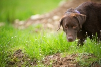 Picture of serious chocolate Labrador Retriever in a field sniffing