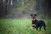 Picture of serious Dobermann cross standing in a beautiful country scenery
