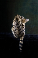 Picture of Serval back view