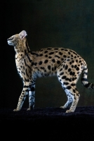 Picture of Serval cat, side view