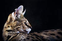 Picture of Serval head study