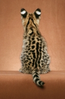 Picture of Serval kitten