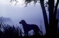 Picture of setter in the mist