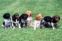 Picture of seven brittany puppies sitting obediently in line