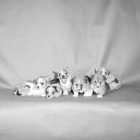 Picture of seven cardigan welsh corgi puppies