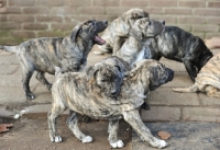 Picture of seven Cimarron Uruquayo puppies on pavement