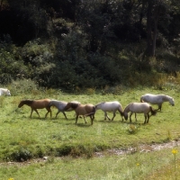 Picture of seven Highland Ponies by a stream in a meadow at Nashend stud