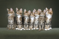 Picture of Seven Maine Coon kittens all in a row