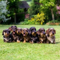 Picture of seven miniature wire haired dachshunds  in a row