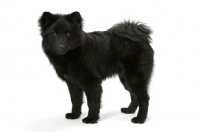 Picture of seven month old Swedish Lapphund 