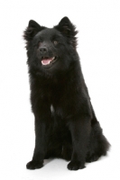 Picture of seven month old Swedish Lapphund, sitting down 