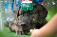 Picture of seven months old cane corso puppy doing an exercise with trainer during a mobility dog event