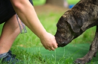 Picture of seven months old cane corso puppy eating a treat from trainer's hand
