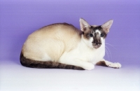 Picture of Seychellois cat lying on purple background, rare breed