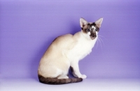 Picture of Seychellois cat sitting on purple background, rare breed