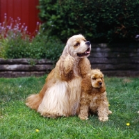 Picture of sh ch, am ch, can ch hu-mar's hellzapoppin at sundust (carlos) american cocker spaniel and puppy sitting on  grass