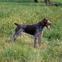 Picture of sh ch bareve beverley hills   (dolly), german wirehaired pointer standing 