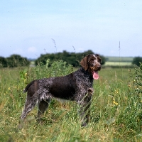 Picture of sh ch bareve beverley hills  (dolly), german wirehaired pointer standing panting