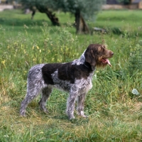 Picture of sh ch bareve beverley hills,  german wirehaired pointer (dolly) standing
