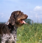 Picture of sh ch bareve beverley hills, (Dgerman wirehaired pointer feeling hot