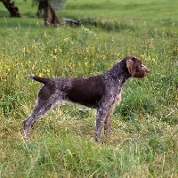 Picture of sh ch bareve beverley hills (dolly),  german wirehaired pointer standing