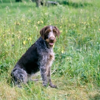 Picture of sh ch bareve beverley hills german wirehaired pointer sitting