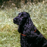 Picture of sh ch colinwood jackdaw of lochnell,  english cocker spaniel portrait, 