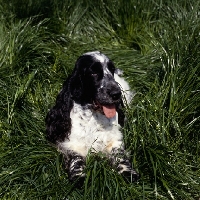 Picture of sh ch coltrim mississippi gambler english cocker spaniel lying in long grass