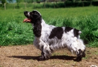 Picture of sh ch coltrim mississippi gambler, cocker spaniel, 