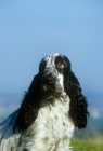 Picture of sh ch coltrim mississippi gambler, cocker spaniel, portrait