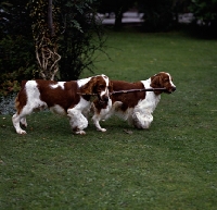 Picture of sh ch dalati sarian, 37 CCs, right, and friend; welsh springer spaniels playing with stick