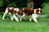 Picture of sh ch dalati sarian, 37 CCs, right, and friend,  welsh springer spaniels walking carrying stick