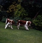 Picture of sh ch dalati sarian, 37 CCs, right, and friend; welsh springer spaniels playing with stick