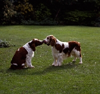 Picture of sh ch dalati sioni , right, sire of 24 show champions,  two welsh springer spaniels kissing
