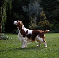 Picture of sh ch dalati sioni, welsh springer spaniel, sire of 24 show champions 