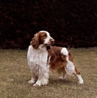 Picture of sh ch deri darrell of linkhill, welsh springer spaniel standing on grass looking back