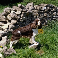 Picture of sh ch feorlig van der valk,  english springer spaniel standing by a stone wall