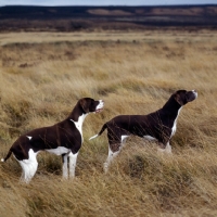 Picture of sh ch fiveacres chantelle and friend, two pointers on moorland