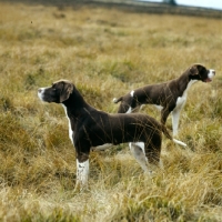 Picture of sh ch fiveacres chantelle and friend, two pointers in field