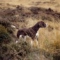 Picture of sh ch fiveacres chantelle, english pointer