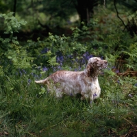 Picture of sh ch hello dolly at upperwood, english setter in woods