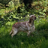 Picture of sh ch hello dolly at upperwood, english setter in woods