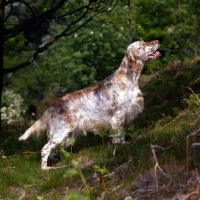 Picture of sh ch hello dolly at upperwood,  english setter in woods