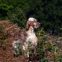 Picture of sh ch hello dolly at upperwood, english setter in woods