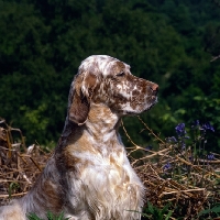 Picture of sh ch hello dolly at upperwood,  english setter head and shoulder shot