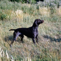 Picture of sh ch hillanhi laith (abbe)  german shorthaired pointer standing in a field