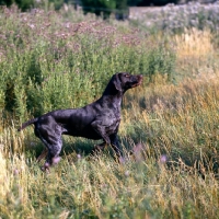 Picture of sh ch hillanhi laith (abbe)  german shorthaired pointer awaiting command