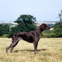 Picture of sh ch hillanhi laith (abbe) , german shorthaired pointer posing in a field